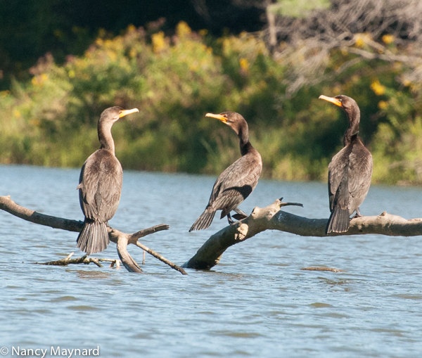 Cormorants