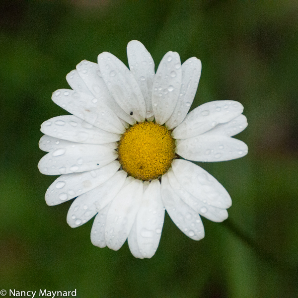 daisy-7665