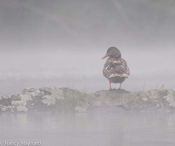 Duck in the fog. 