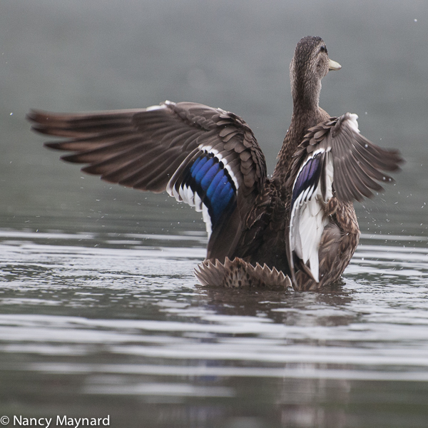 Mallard stretching its wings.