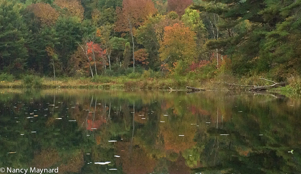 foliage reflections-2773