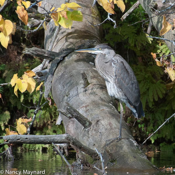 young great blue heron