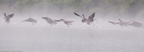 Geese in the fog