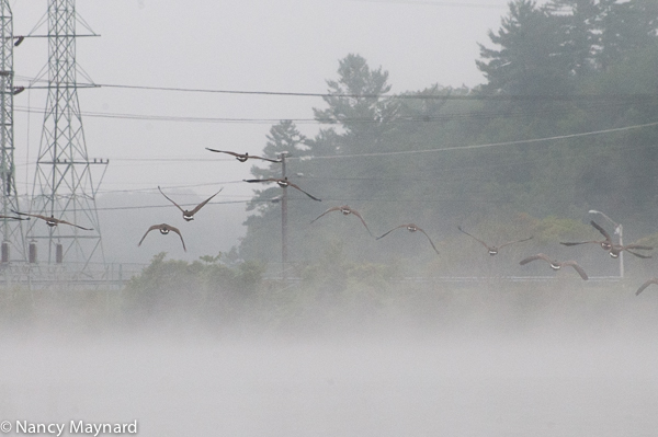 Geese and the Wilder dam. 