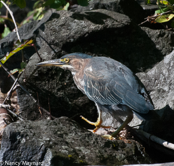 Green heron.