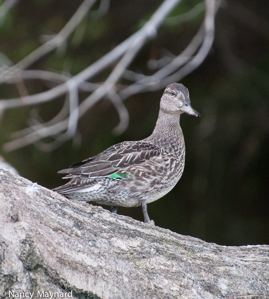 green winged teal