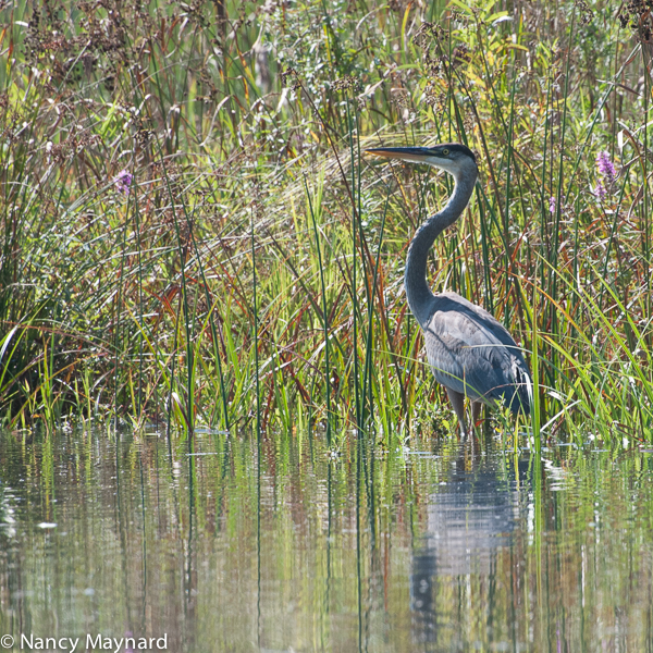 Great blue heron