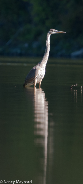 Great blue heron