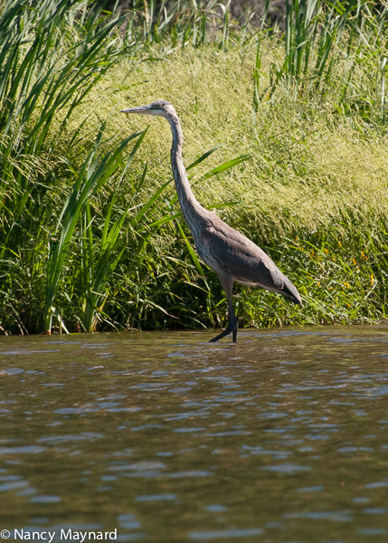 Heron 