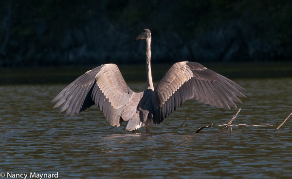 Great blue heron wings 