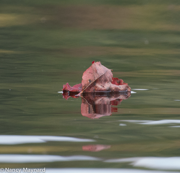 floating leaf 