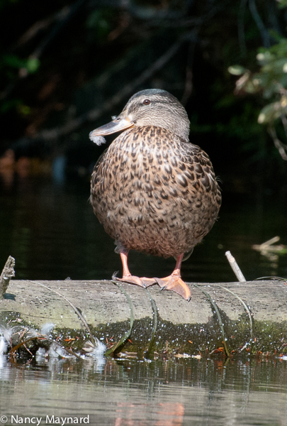 mallard after preening