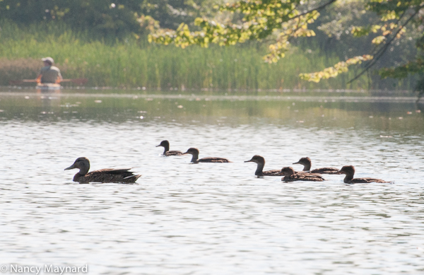 Mallard and mergansers