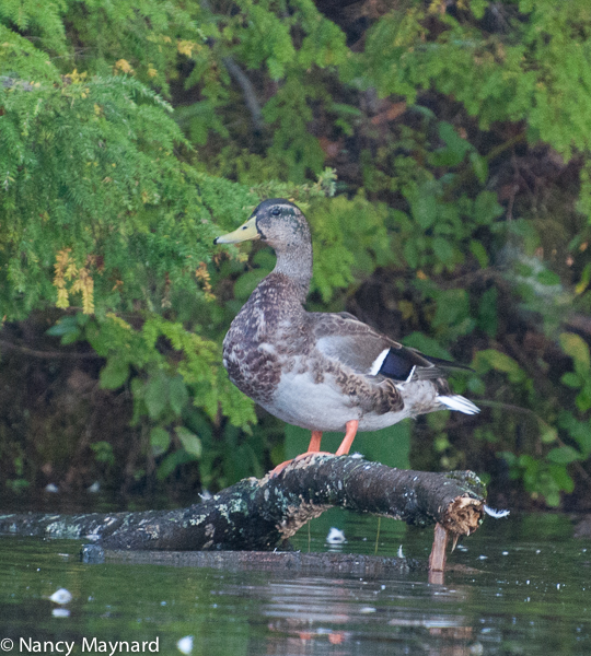 Male mallard changing his feathers.