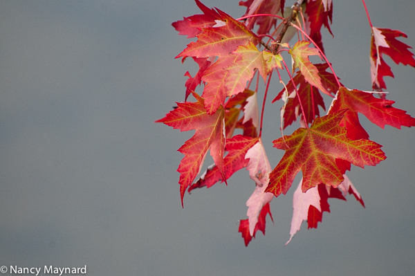 Maple leaves 