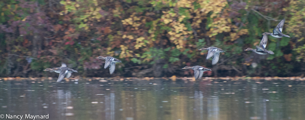 mergansers-8333