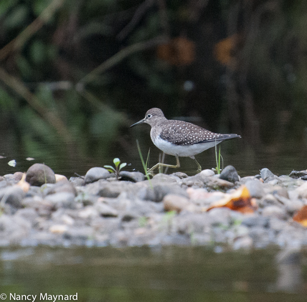 sandpiper 