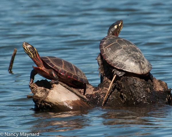 Turtles