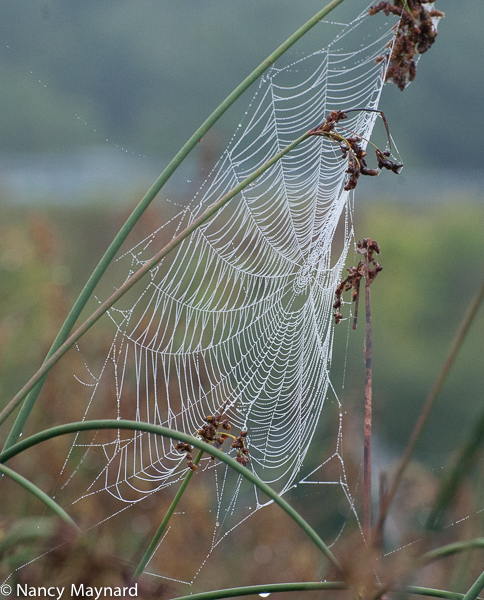 Web 