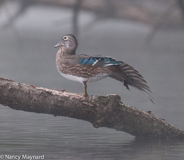 Wood duck