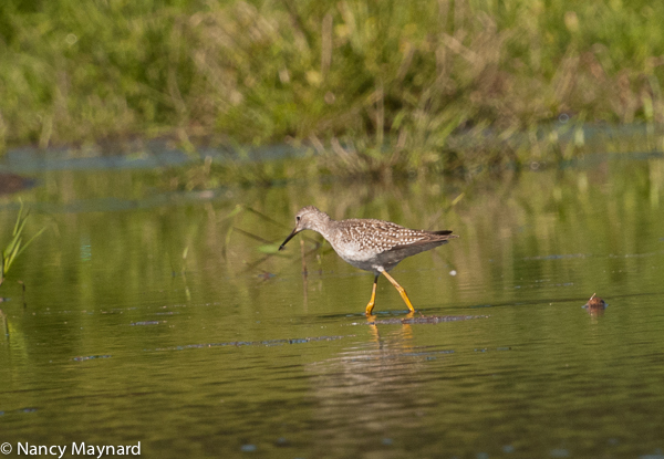 Yellow legs 