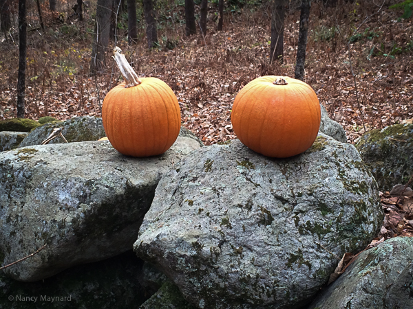 Pumpkins on Wildlife Rd.