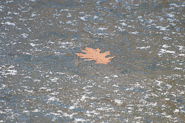 There was ice on Wildlife Pond 11/15 