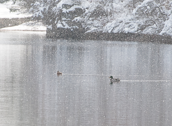 Mallards in the snow in Wilder 