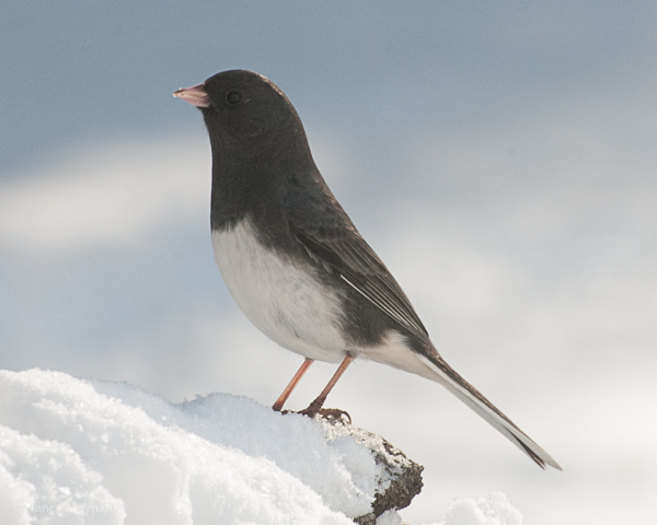 Slate colored junco