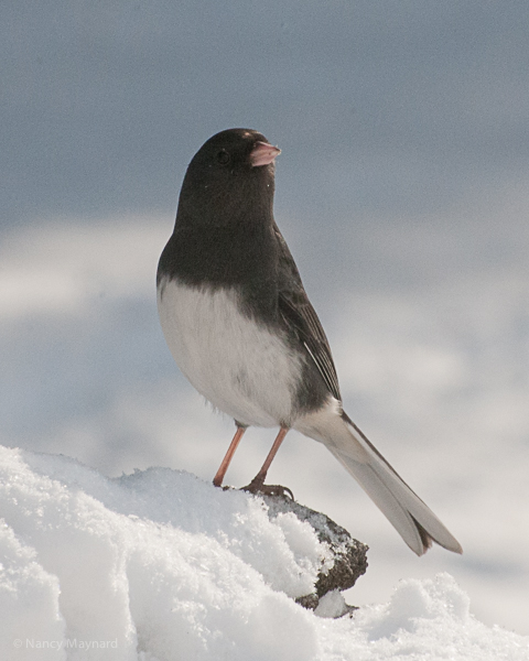 Slate colored junco 