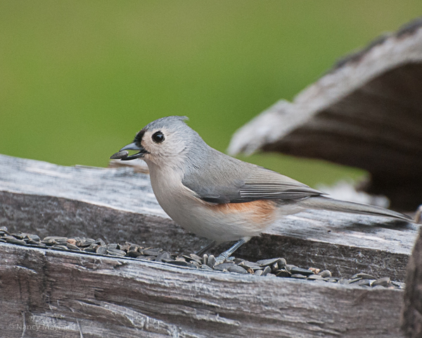 Tufted titmouse 