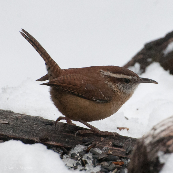 Carolina(?) wren