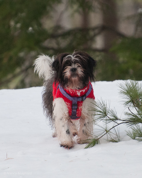 Munchkin dressed for Christmas