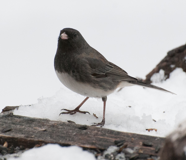 black eyed junco aka slate colored junco.