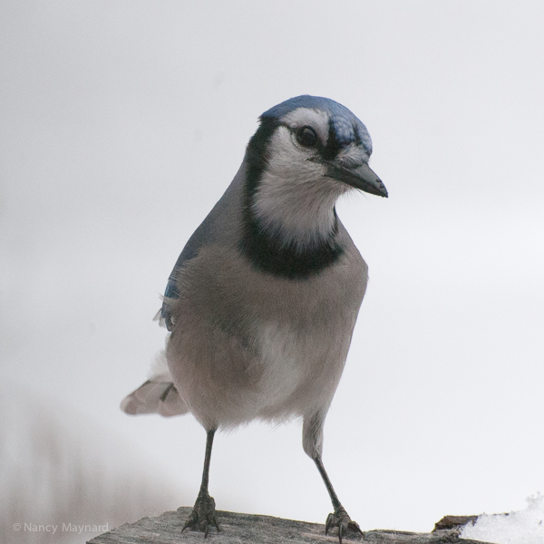 blue jay