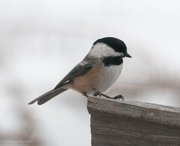 black capped chickadee 