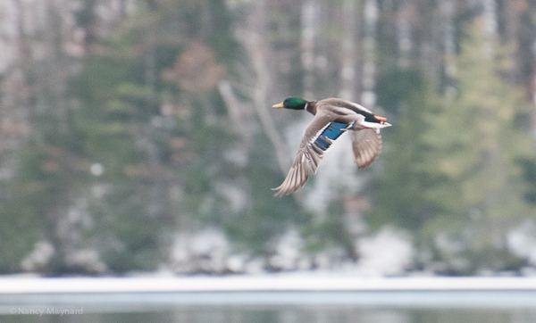 There were several mallards on the Connecticut today.