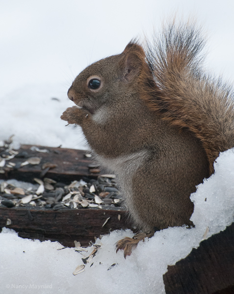 Squirrel raiding the bird seed.