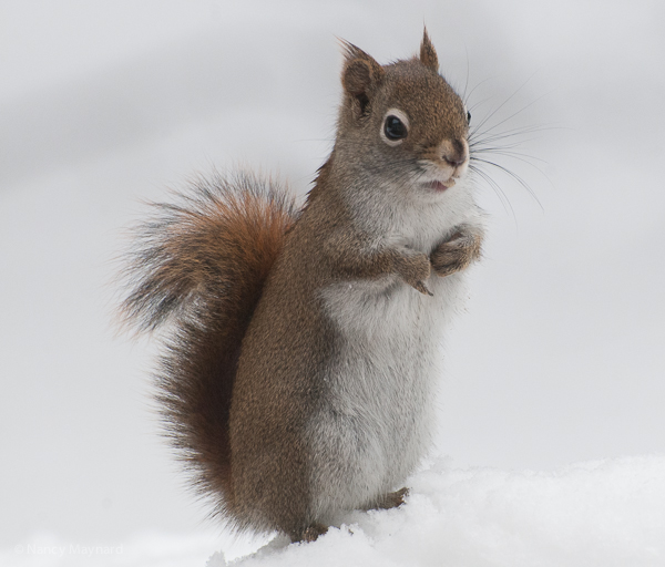 Squirrel-9299