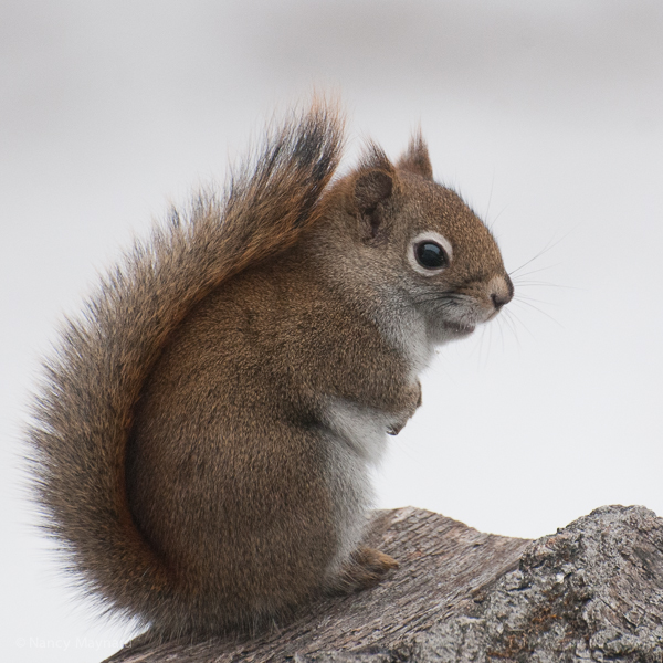 Squirrel-9335