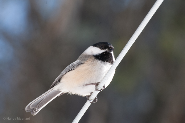 chickadee