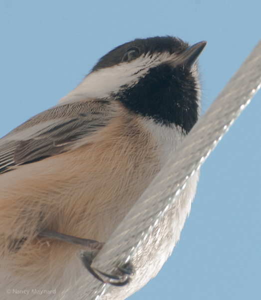 chickadee