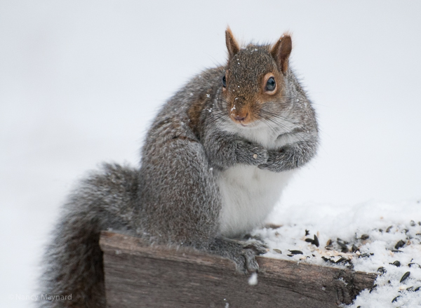 Grey squirrel