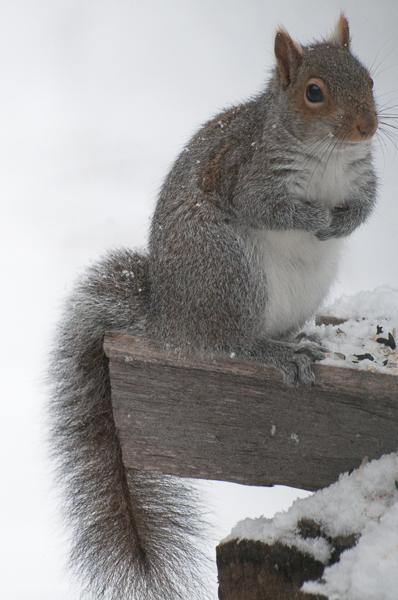 Grey squirrel