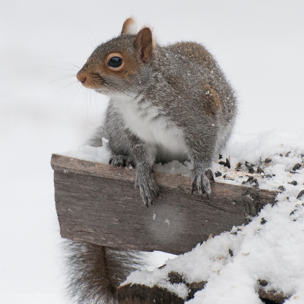 Grey squirrel