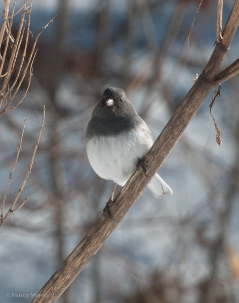 Junco