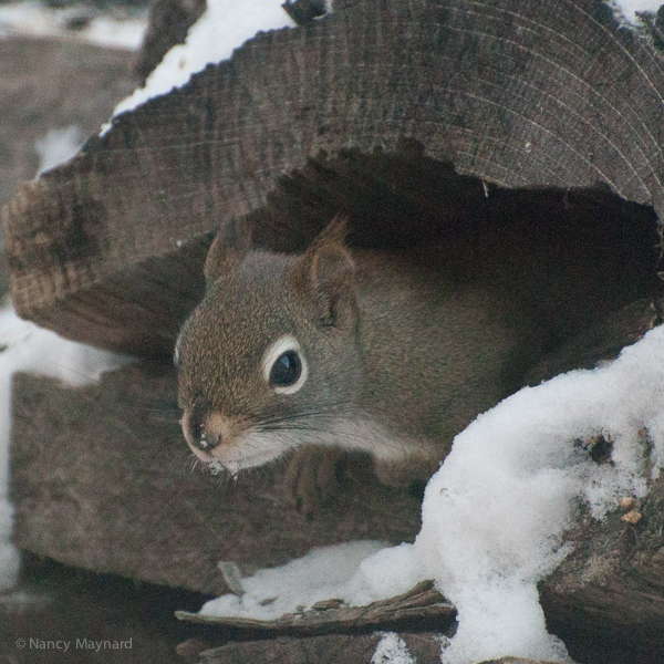 Red squirrel in the woodpile 