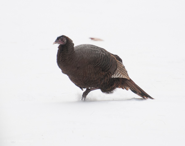 Turkey slipping on the ice.