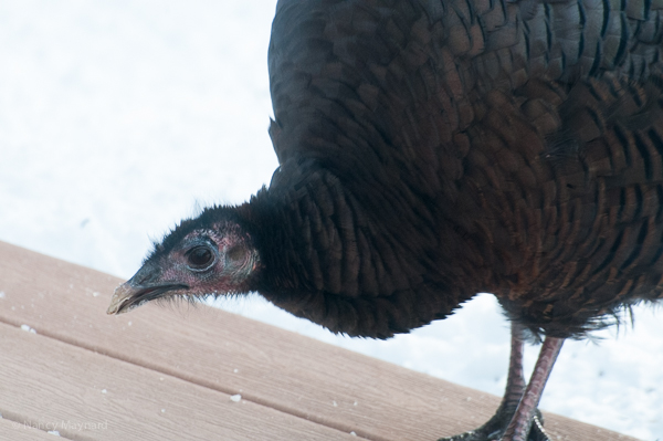 One of the 19 turkeys in the yard today. Boy, they have ugly faces.