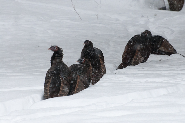 Turkeys hunkering down in sub-zero wind chills.